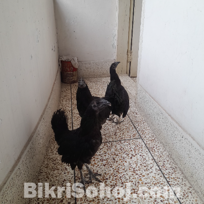 3 ta kadaknath (কাদাকনাথ)